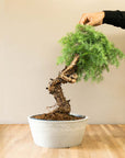 Araucaria Daija