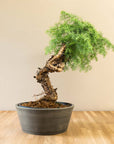 Araucaria Daija