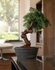Araucaria Daija