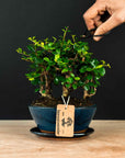 Ficus & Carmona Forest Combo