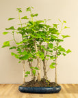 Ginkgo-skov