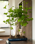 Ginkgo-skov