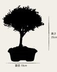Testbonsai