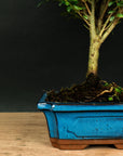Testbonsai