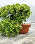 Juniperus Chinesis Itoigawa No.10