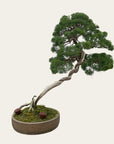 Juniperus Nr.34