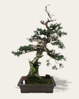 Juniperus No. 36