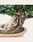 Ficus No. 28