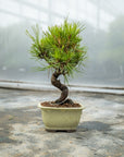 Pinus thunbergii No.08