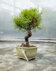 Pinus thunbergii No.08
