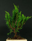 Juniperus Sono