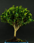 Testbonsai