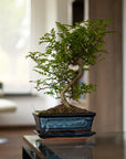 Zanthoxylum Shiito
