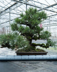 Pinus Thunbergii no.02