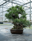 Pinus Thunbergii no.02