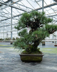 Pinus Thunbergii no.02