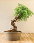 Araucaria Daija