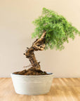 Araucaria Daija