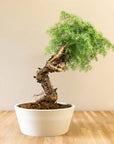 Araucaria Daija