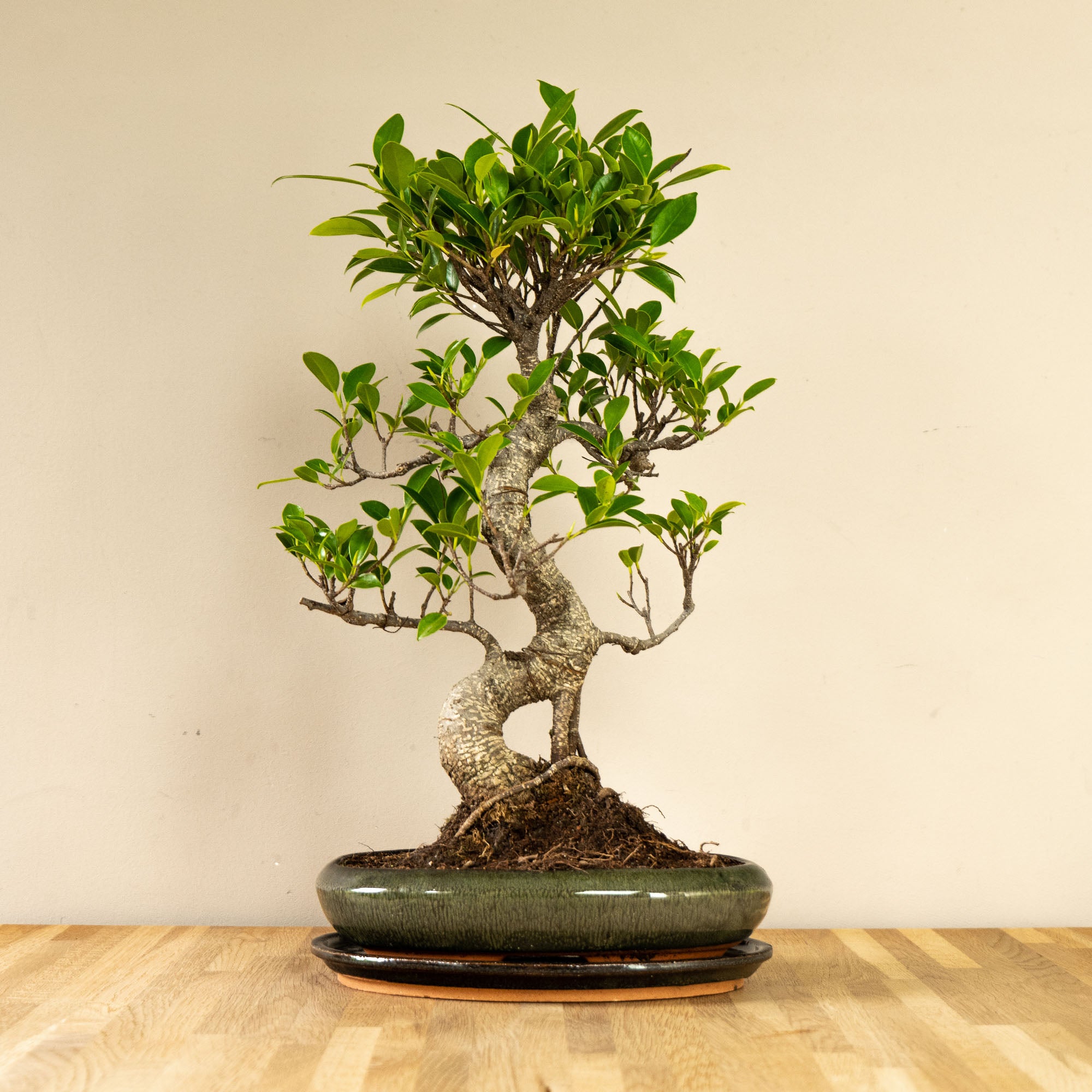 Ficus