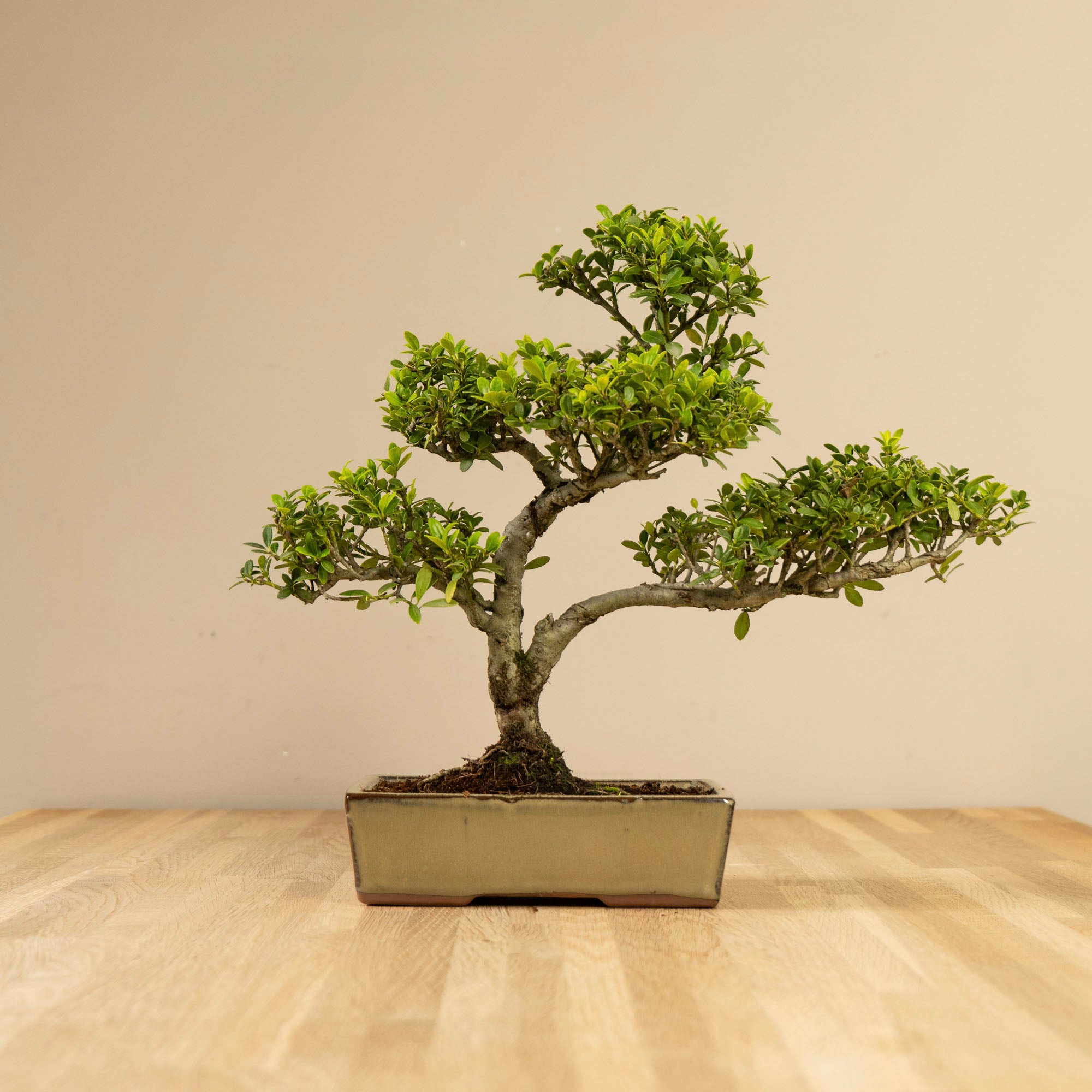 Top 5 buiten Bonsais