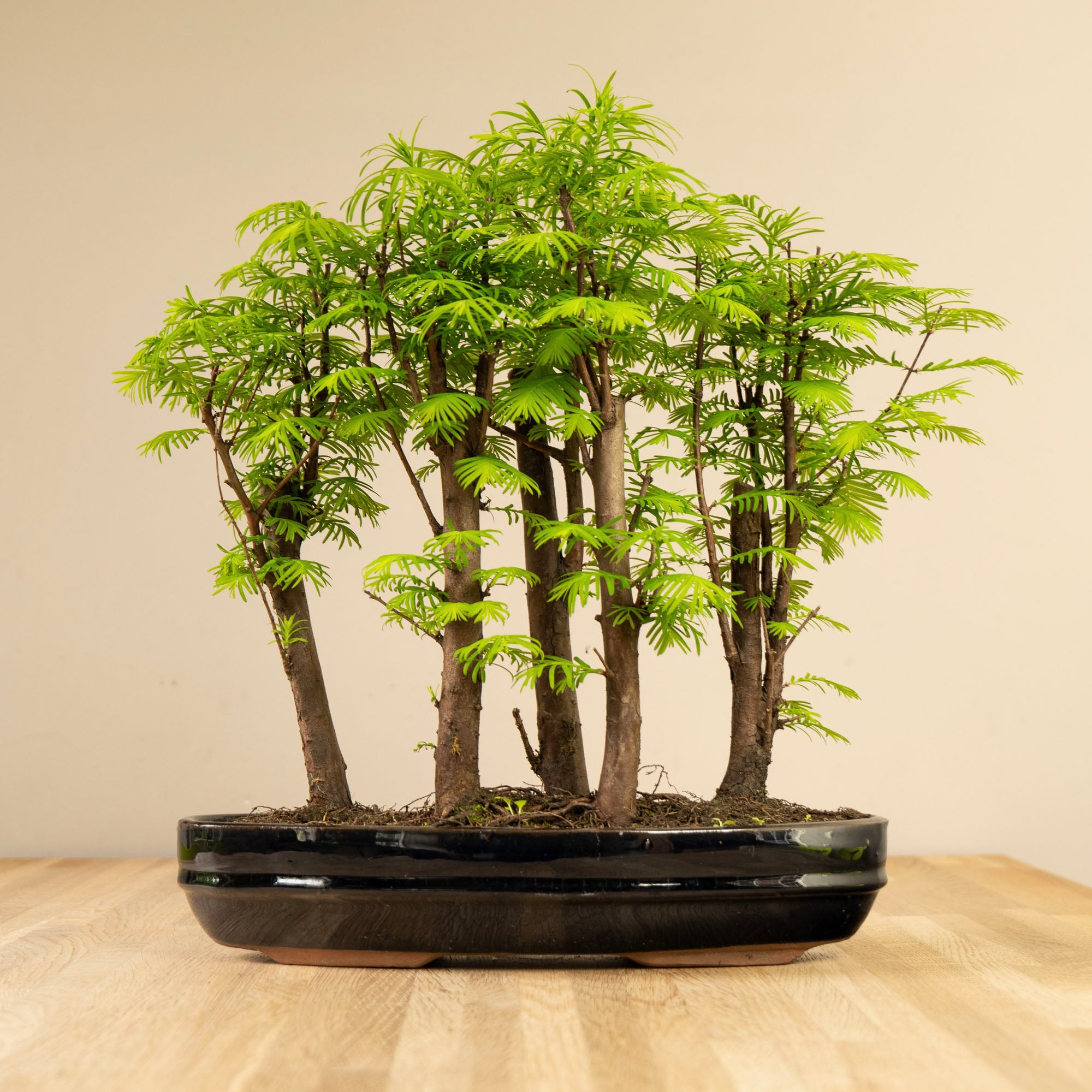 Metasequoia