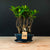 Ficus-skov