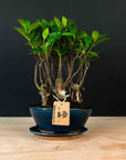 Ficus-skov