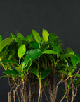 Ficus-skov