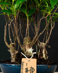 Ficus-skov