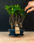 Ficus-skov