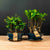 Ficus &amp; Carmona Skov Kombination