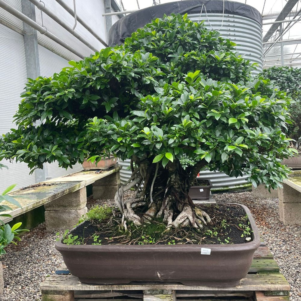 Ficus No. 28