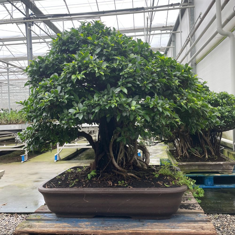 Ficus No. 28