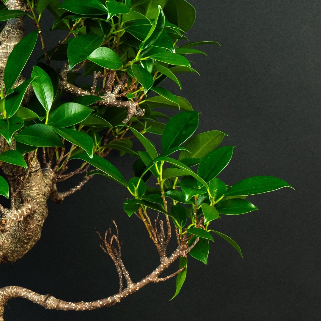 Ficus bonsai Starter Kit - 17 years old - Complete set | Bonsaiwonder®