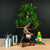 Ficus-Starterset