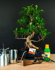 Ficus-Starterset