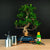 Ficus-Starterset