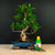Ficus-Starterset