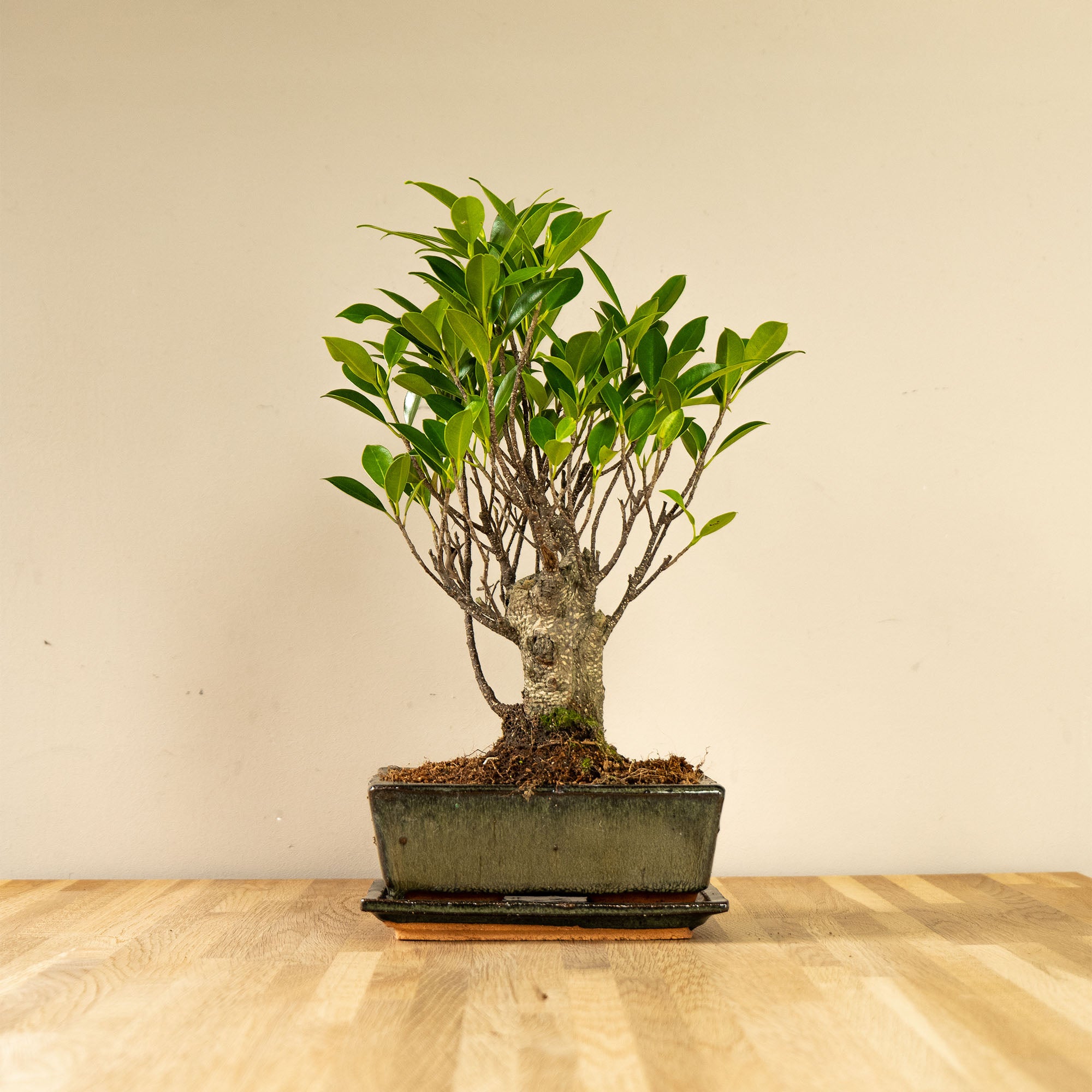 Ficus Eda