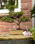 ILEX - buiten bonsaiboom - staat buiten
