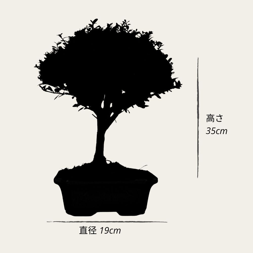 Testbonsai