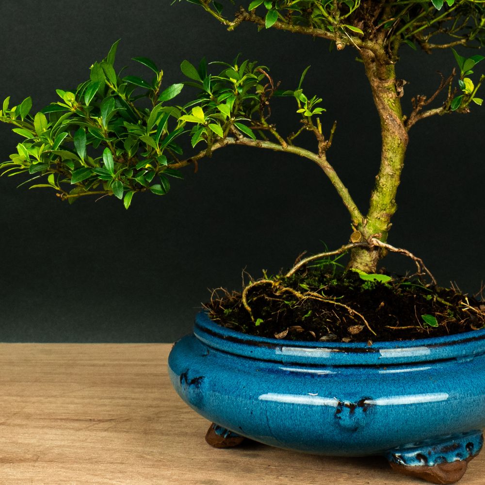 ILEX Spiral