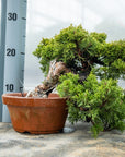 Juniperus Chinesis Itoigawa No.10