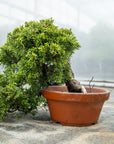 Juniperus Chinesis Itoigawa No.10