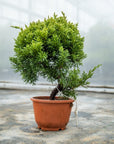 Juniperus Chinesis No.09 