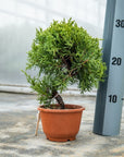 Juniperus Chinesis No.09 