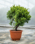 Juniperus Chinesis No.09 