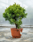 Juniperus Chinesis No.09 