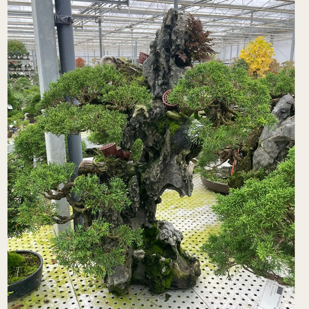 Juniperus Nr.32